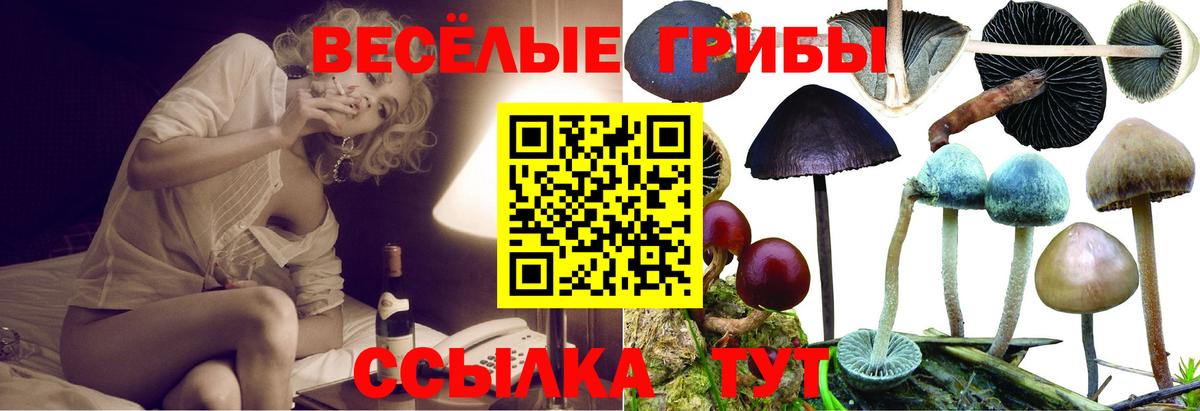Галлюциногенные грибы Psilocybine cubensis Архангельск